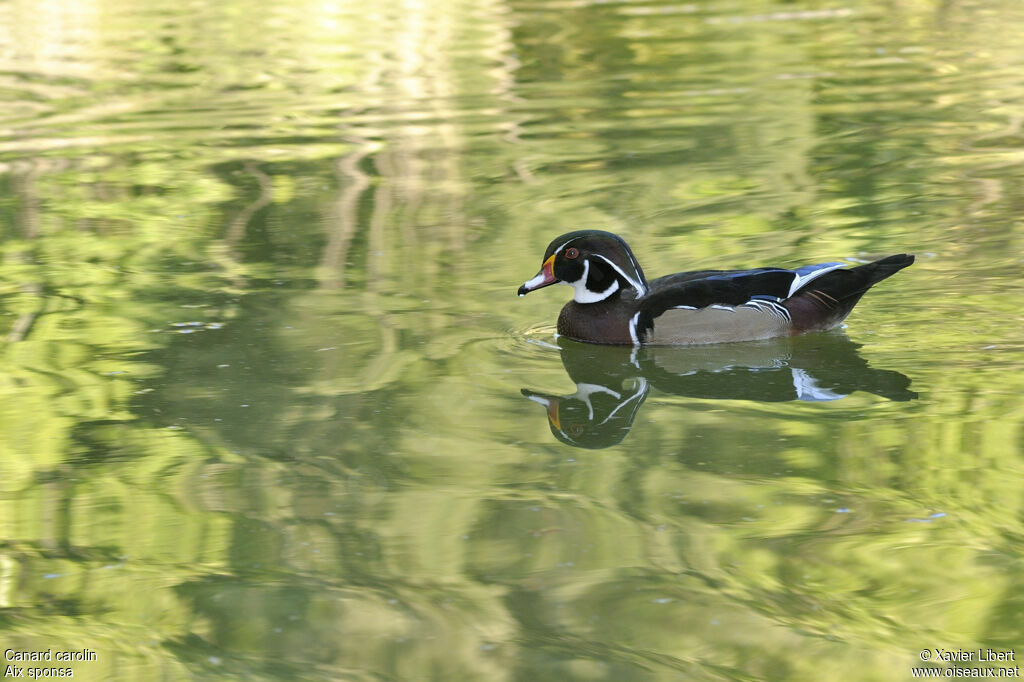Canard carolin mâle adulte, identification