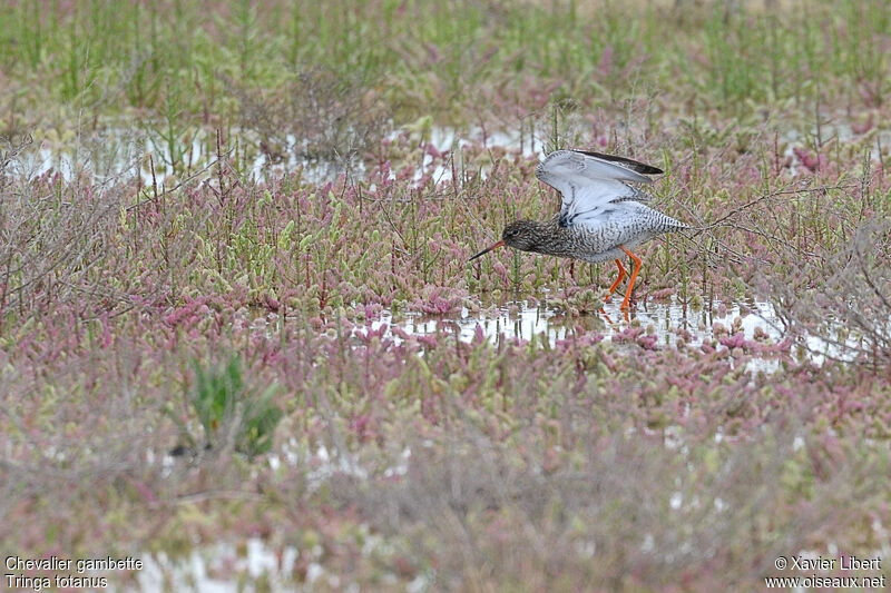 Chevalier gambette, identification