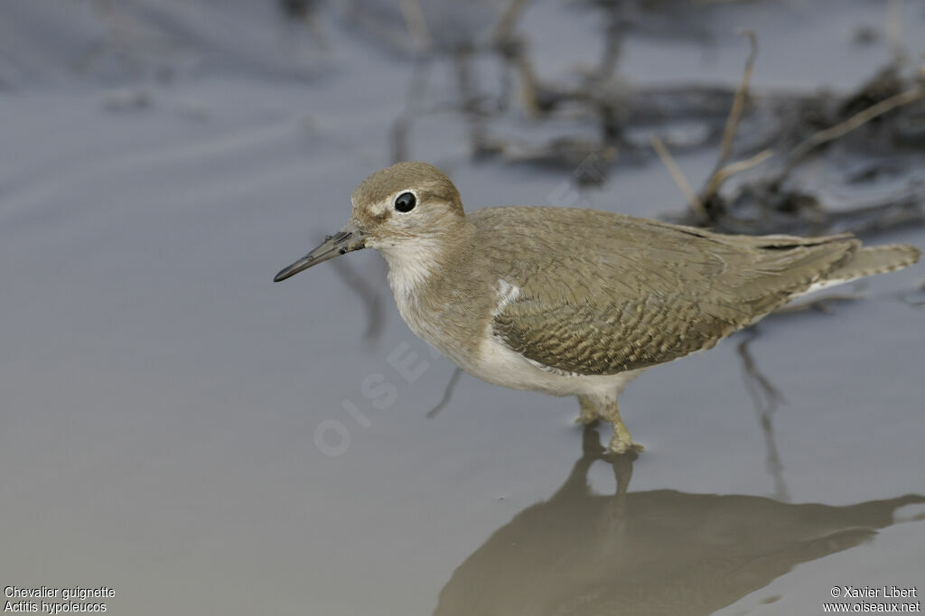 Chevalier guignettejuvénile, identification