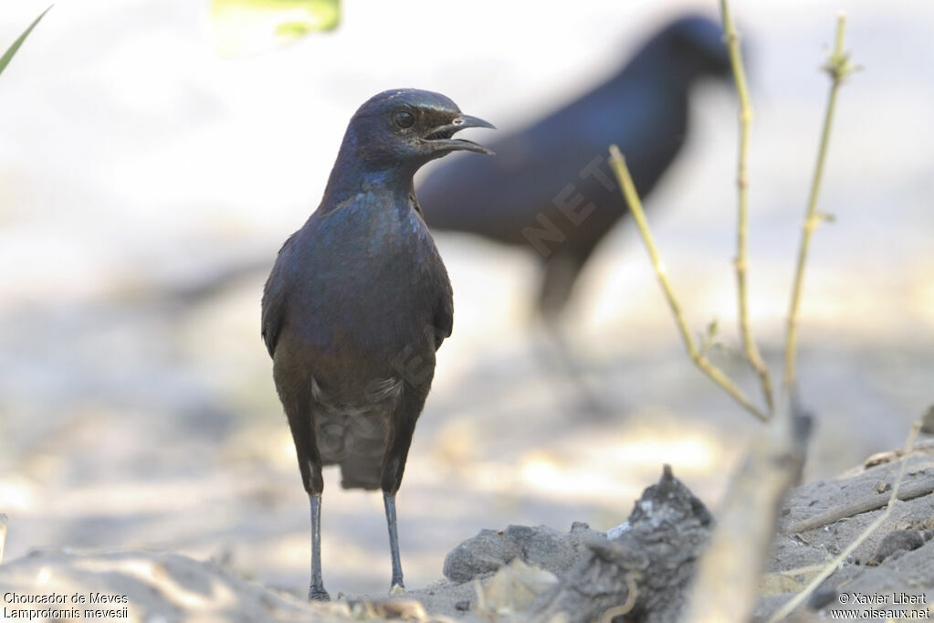 Choucador de Mevesadulte, identification