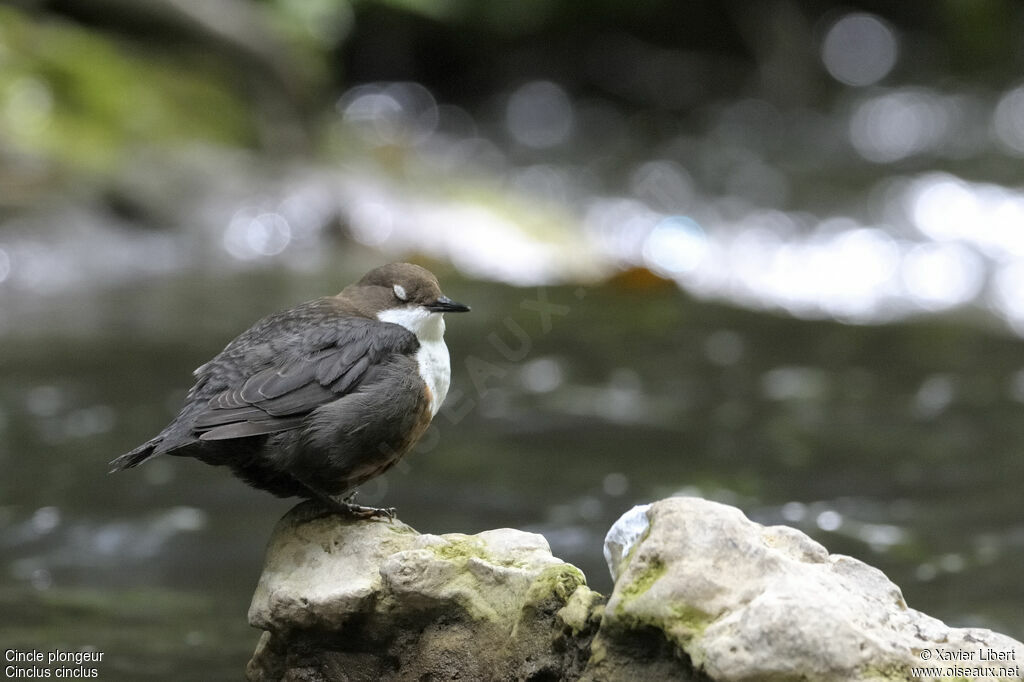White-throated Dipperadult, identification, Behaviour