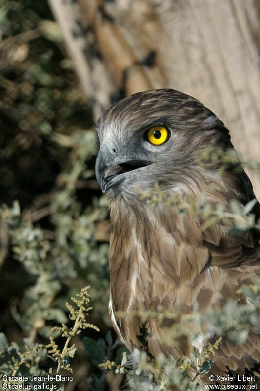 Short-toed Snake Eagle, identification