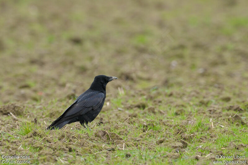 Corneille noire, identification