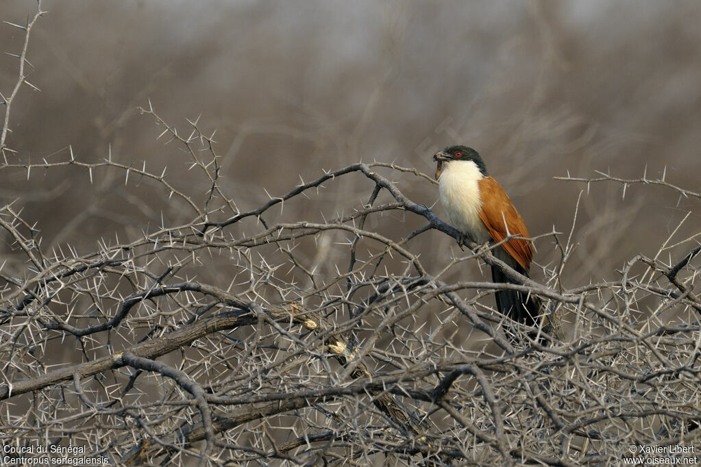 Senegal Coucaladult, identification