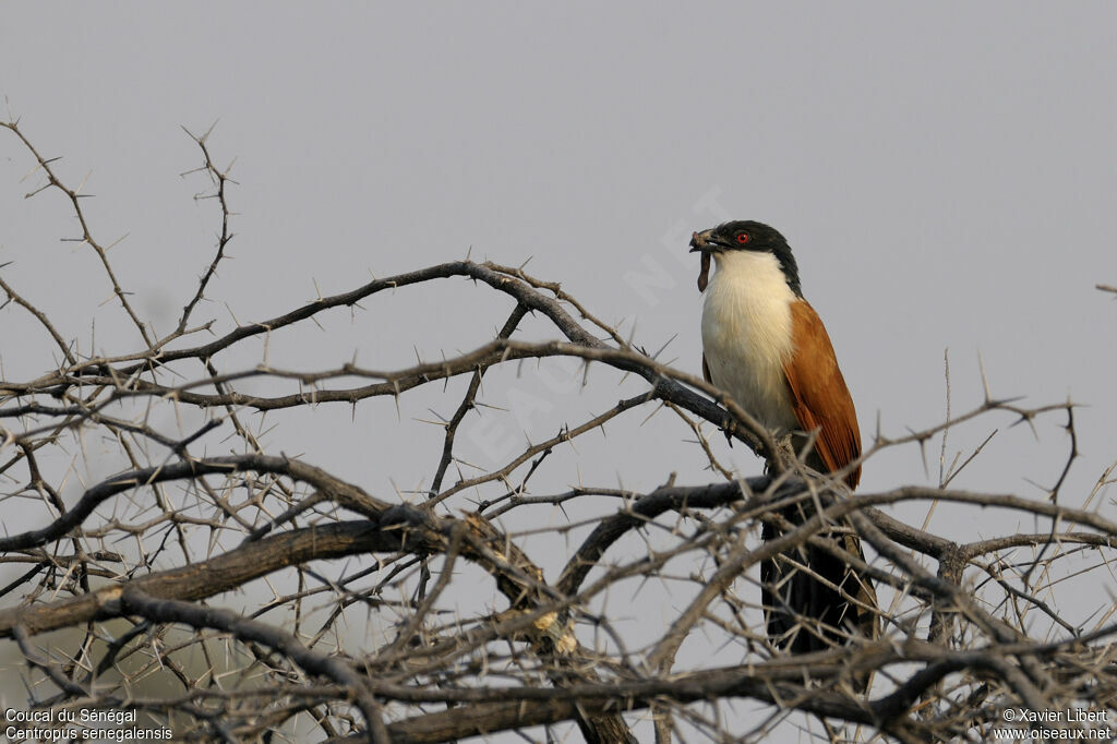 Senegal Coucaladult, identification