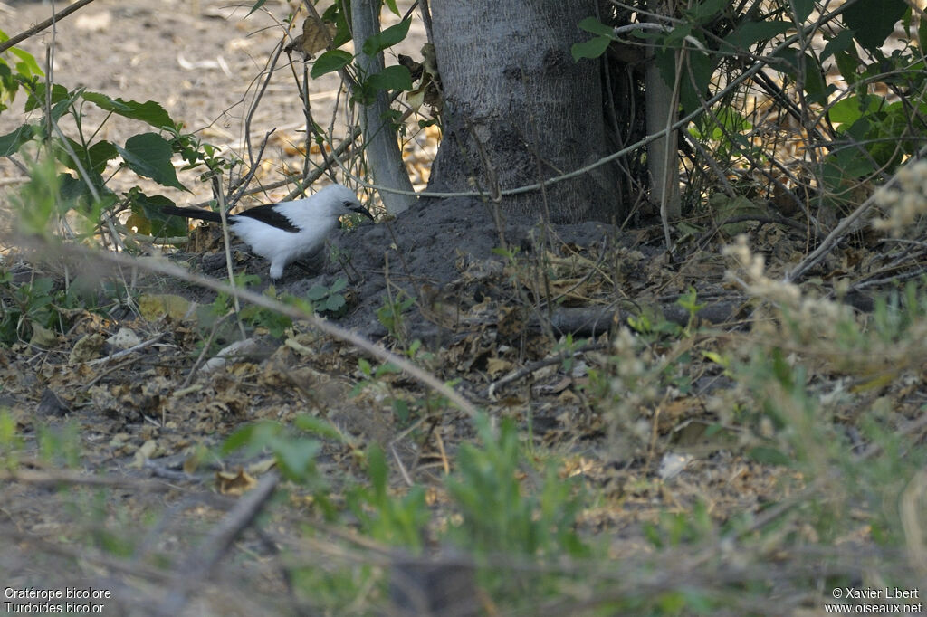 Cratérope bicoloreadulte, identification
