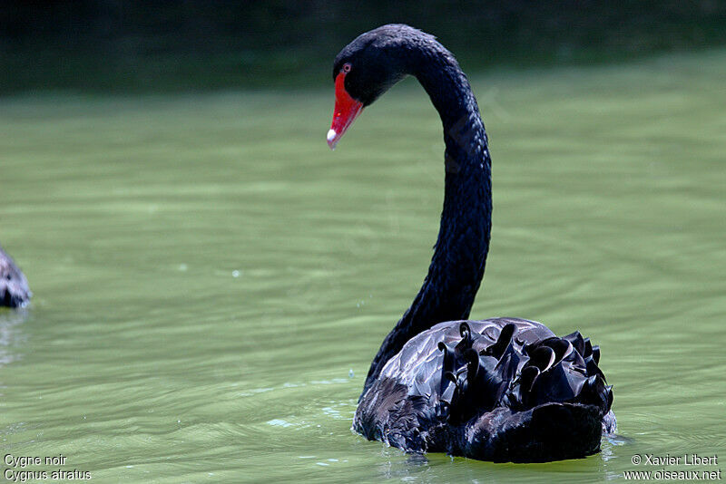 Cygne noir, identification