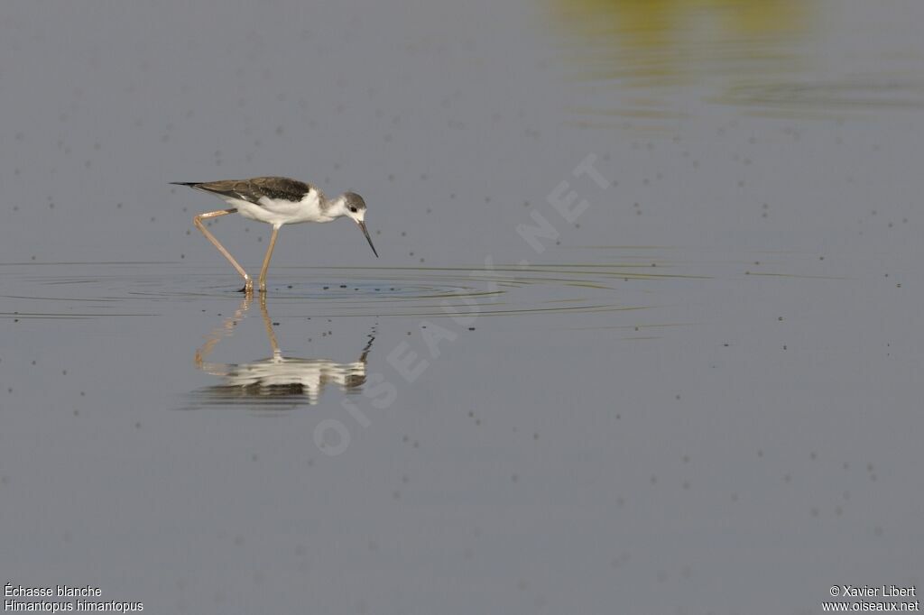 Black-winged Stiltjuvenile, identification