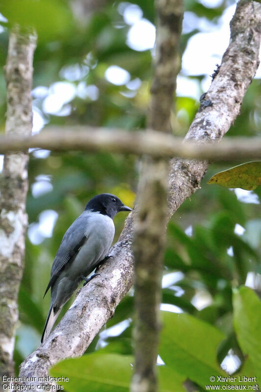 Échenilleur malgache, identification