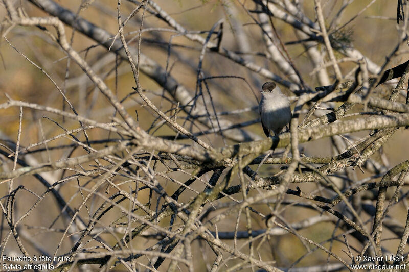 Fauvette à tête noire mâle adulte, identification