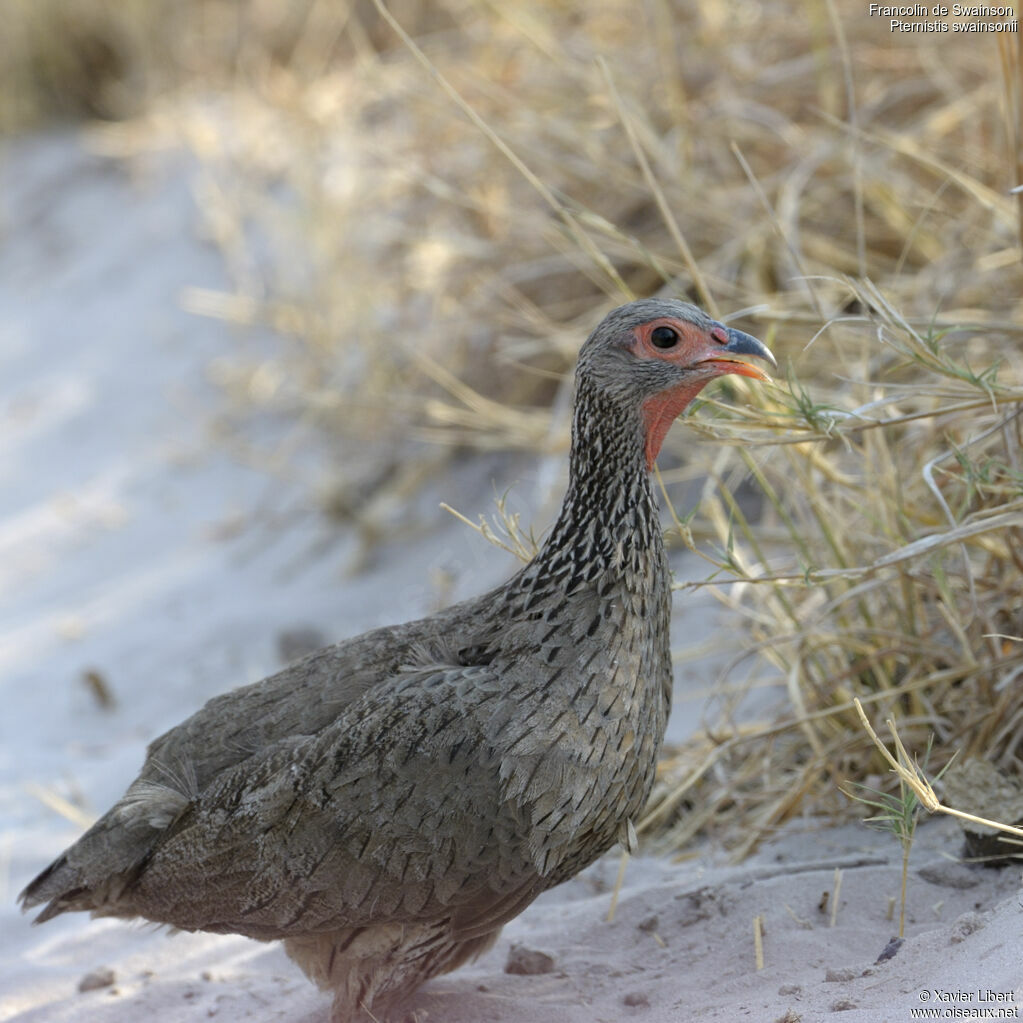 Francolin de Swainsonadulte, identification
