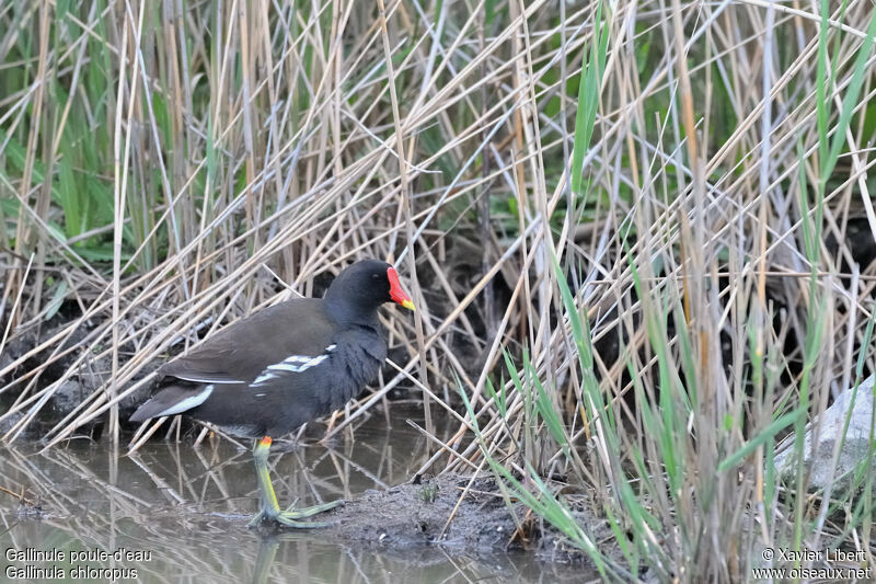Gallinule poule-d'eauadulte, identification