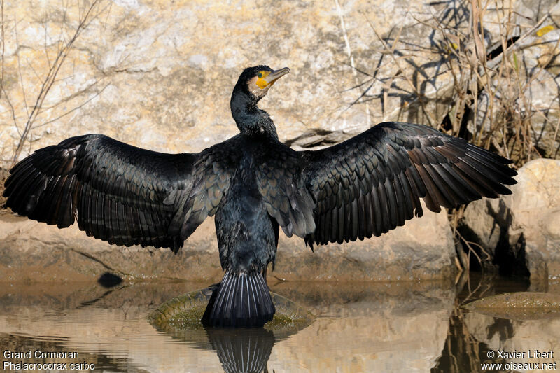 Grand Cormoranadulte, identification