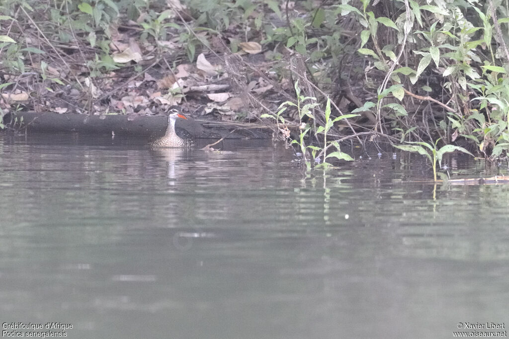 African Finfoot female adult, identification