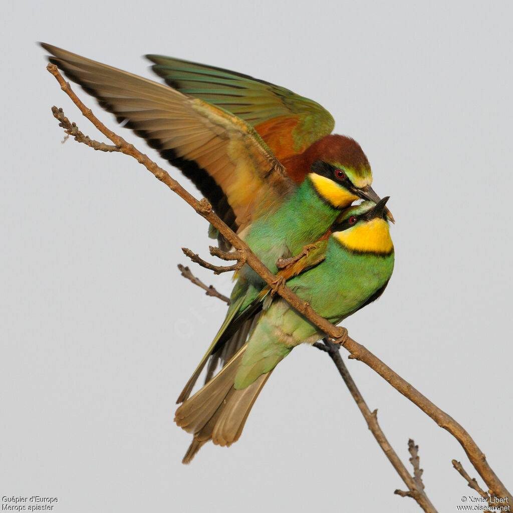 European Bee-eater adult, identification, Behaviour