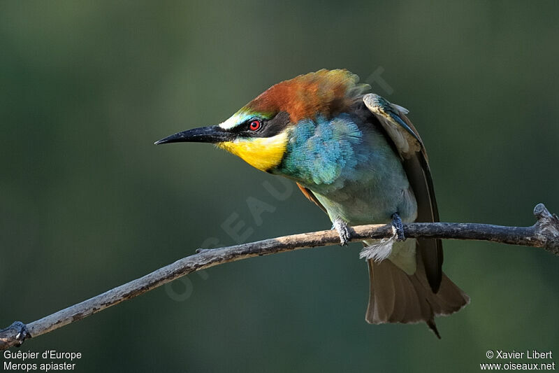 European Bee-eater, Behaviour
