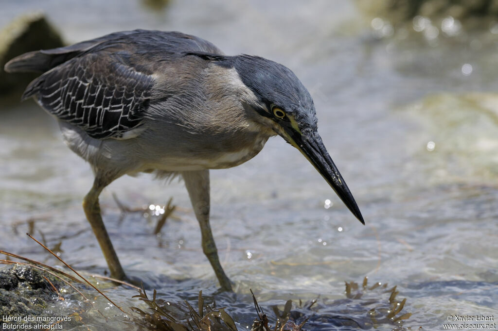 Little Heron