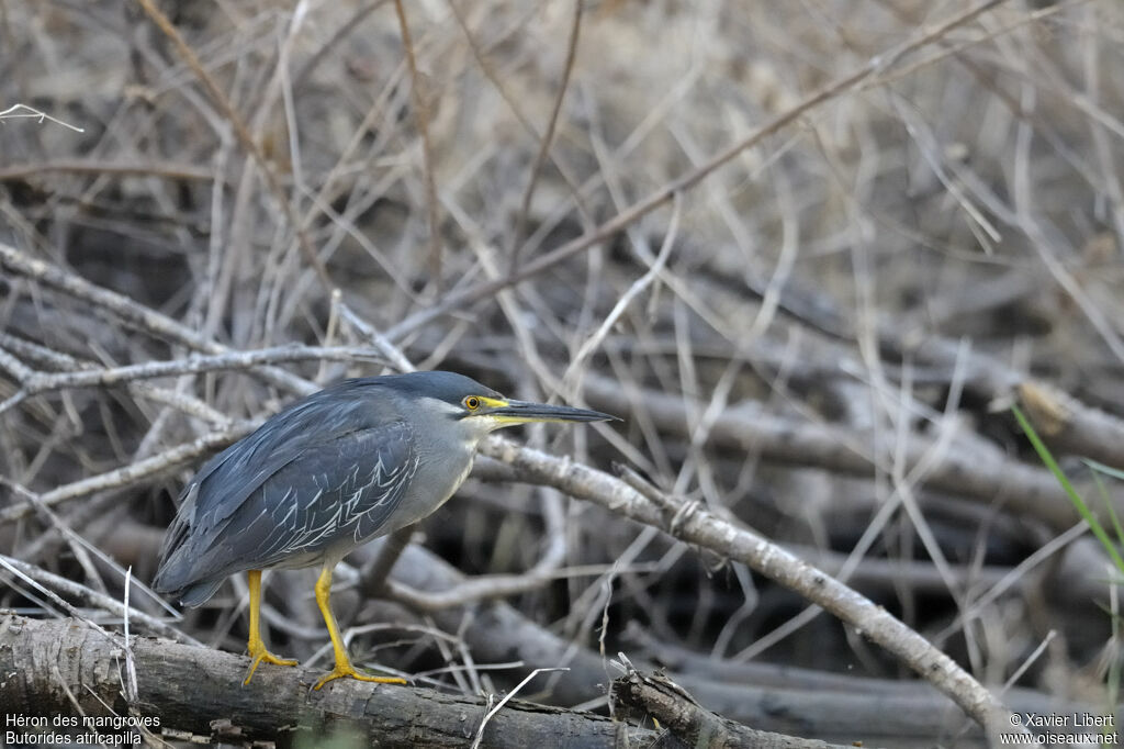 Little Heron