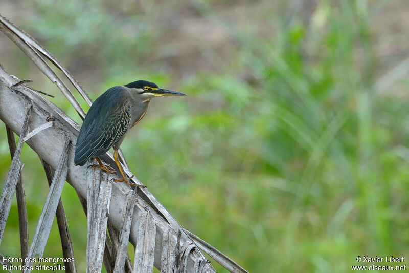 Little Heron