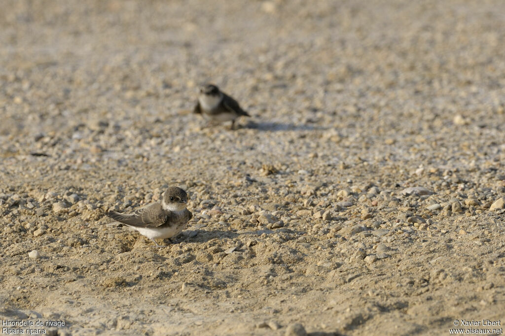Hirondelle de rivagejuvénile, identification