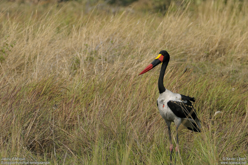 Saddle-billed Stork male adult, identification