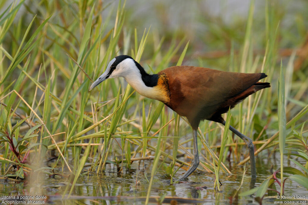 African Jacanaadult, identification