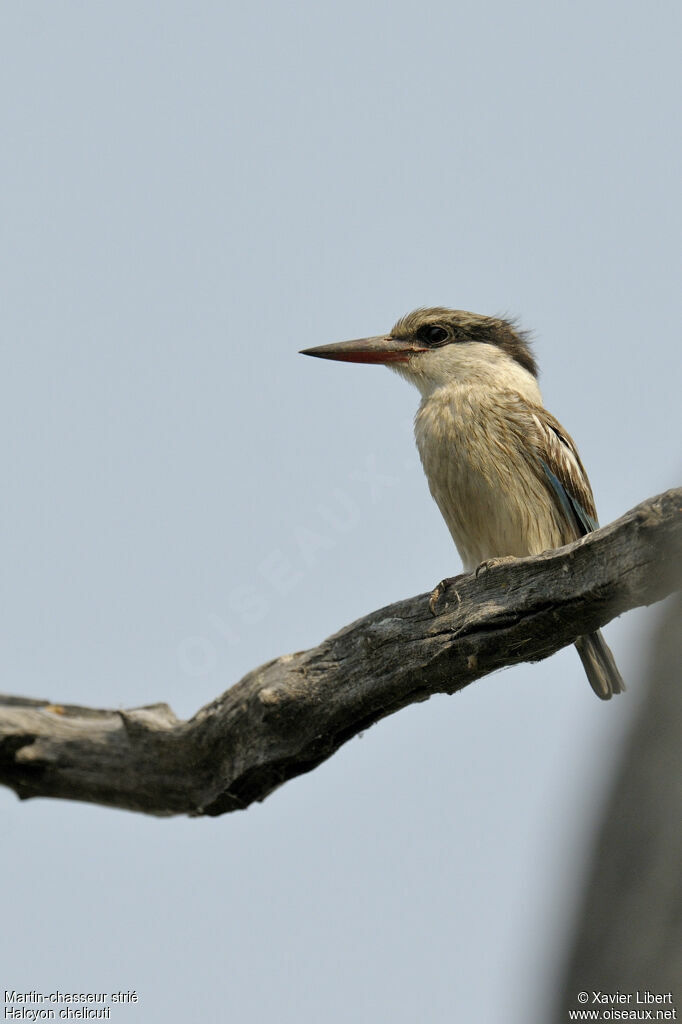 Martin-chasseur striéadulte, identification