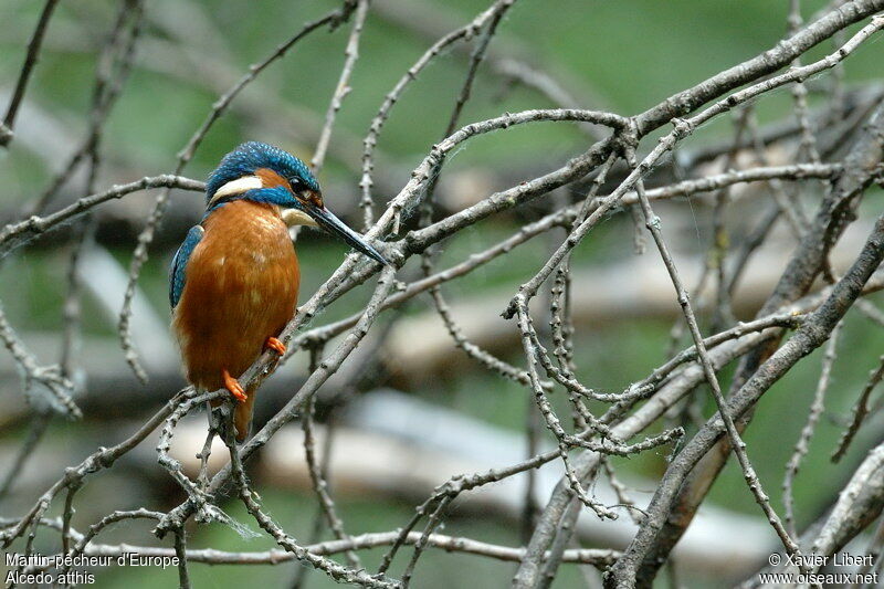 Martin-pêcheur d'Europe mâle, identification