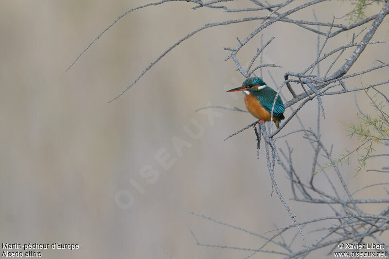 Common Kingfisher female, identification