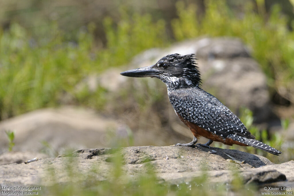 Martin-pêcheur géantjuvénile, identification