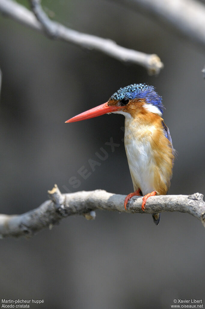Martin-pêcheur huppéadulte, identification