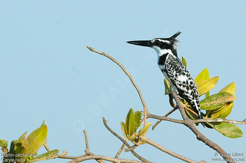 Martin-pêcheur pie, identification