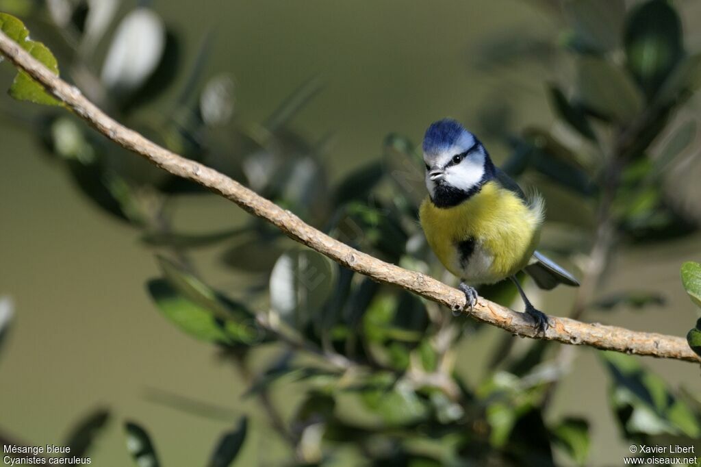 Mésange bleueadulte, identification
