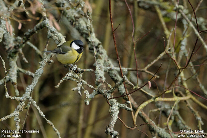 Mésange charbonnière femelle adulte, identification