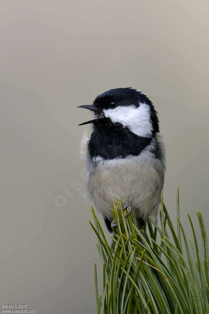 Mésange noire, chant
