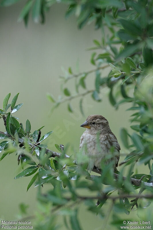 Moineau soulcieadulte, identification