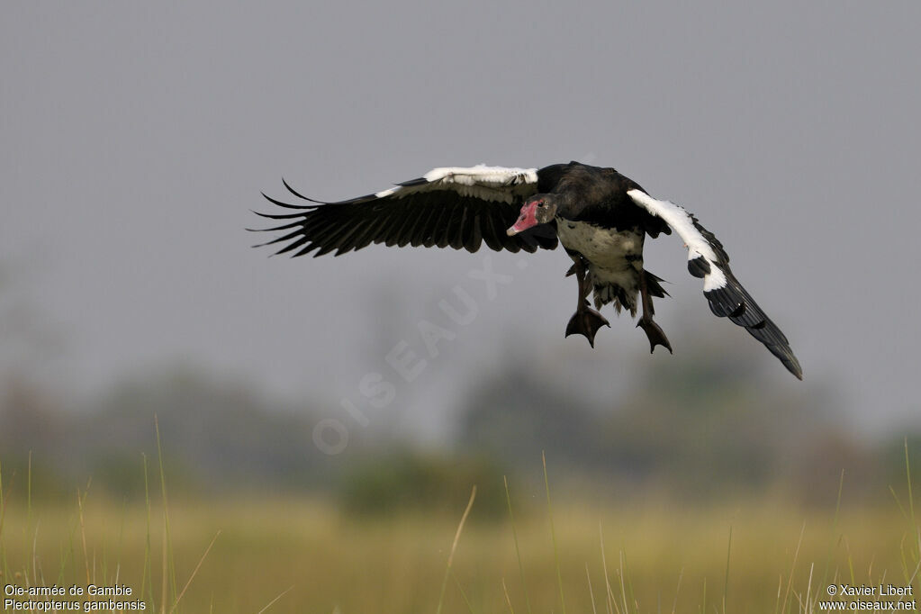 Spur-winged Gooseadult, Flight