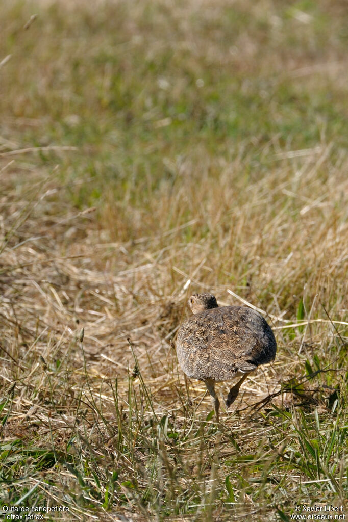Little Bustard female adult, identification