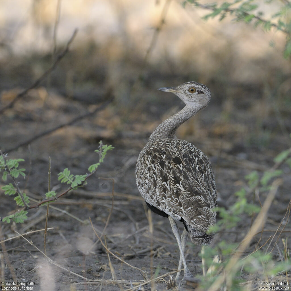 Outarde houppette femelle adulte, identification