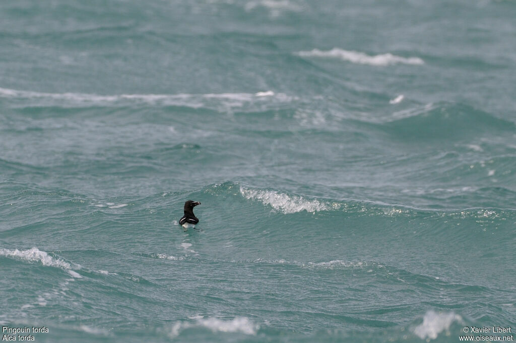 Pingouin tordaadulte, identification