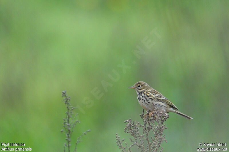 Pipit farlouseadulte, identification
