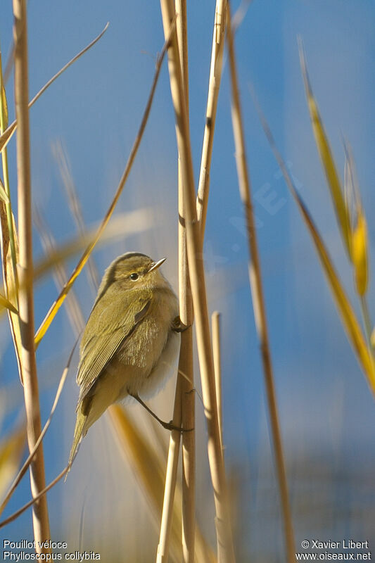 Pouillot véloce, identification, Comportement