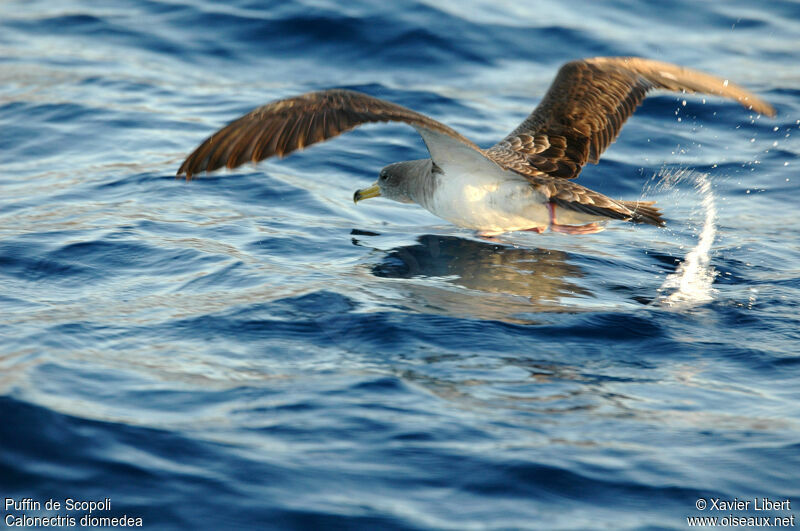 Scopoli's Shearwater, identification