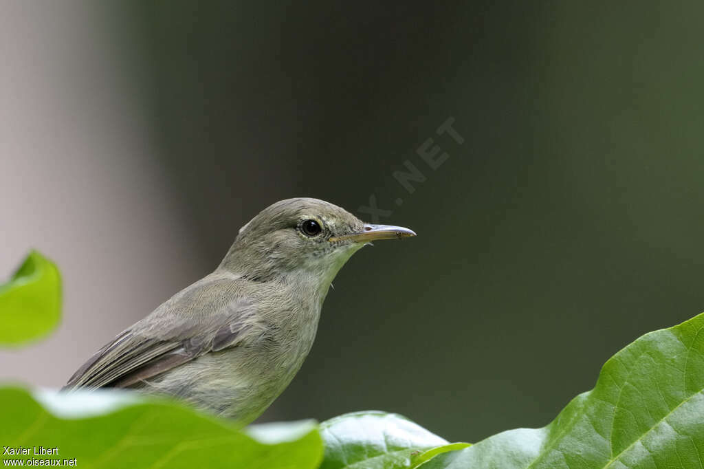 Seychelles Warbler, close-up portrait