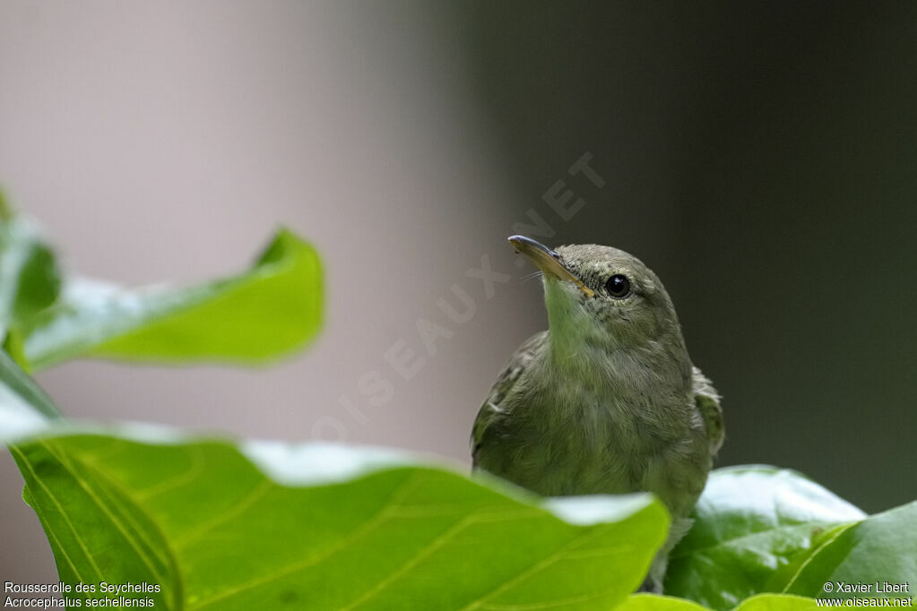 Rousserolle des Seychelles, identification