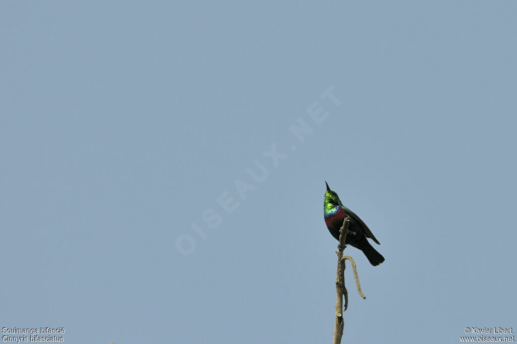 Purple-banded Sunbird male adult, identification