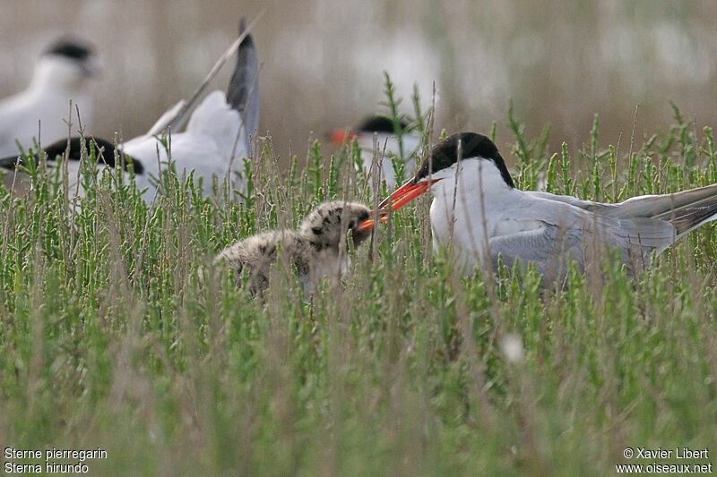 Common Ternjuvenile, feeding habits, Reproduction-nesting