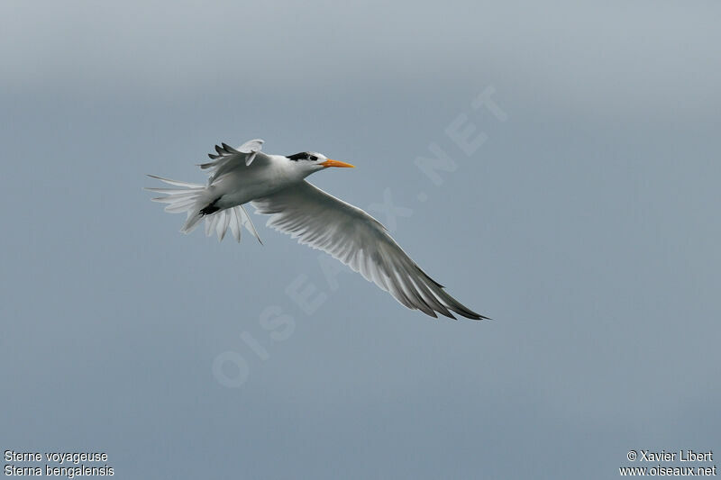 Lesser Crested Tern, identification