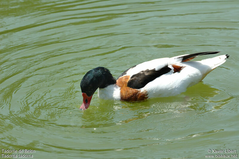 Common Shelduck female adult, identification