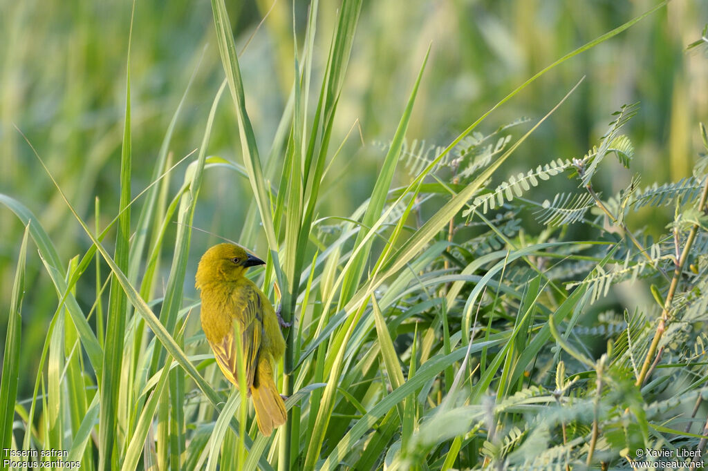 Holub's Golden Weaver male adult, identification